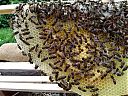 Bienen auf Naturwabe